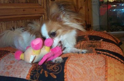 Fay: "Life is a game. I'll always stay a puppy, even when I'll be old because I shall never stop playing and having fun. I wish I could teach my people Papillon wisdom."