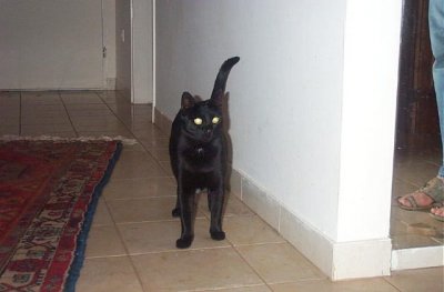 Jinni: "I know that you are hiding in the corner! Jinni knows everything."