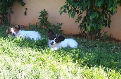 Lotus and Qalanit: "This bone tastes sooooooooo goooooooooood."