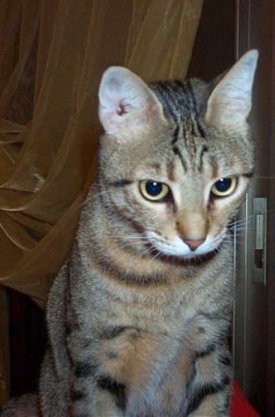 Maria: "I was scolded for having peed on the sofa again. Why do I do it? I don't know. It just feels right and one should follow her intuition."