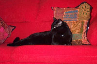 Pumpking: "When I was very young, I was a pacifist. Even when attacked, I would not lift a paw. But now I am the King, and the post comes with responsibilities. At times, I need to use force to uphold harmony in my Kingdom."