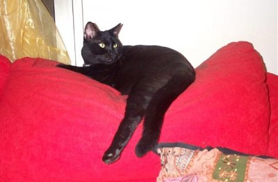 Pumpking: "Don't tell you you want to sit on My sofa!"