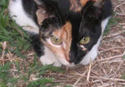 Spotty: "I'm gonna catch that bird."