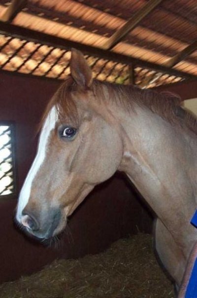 Sundance: "Do you want me to show you what a Grand Prix horse can do?"